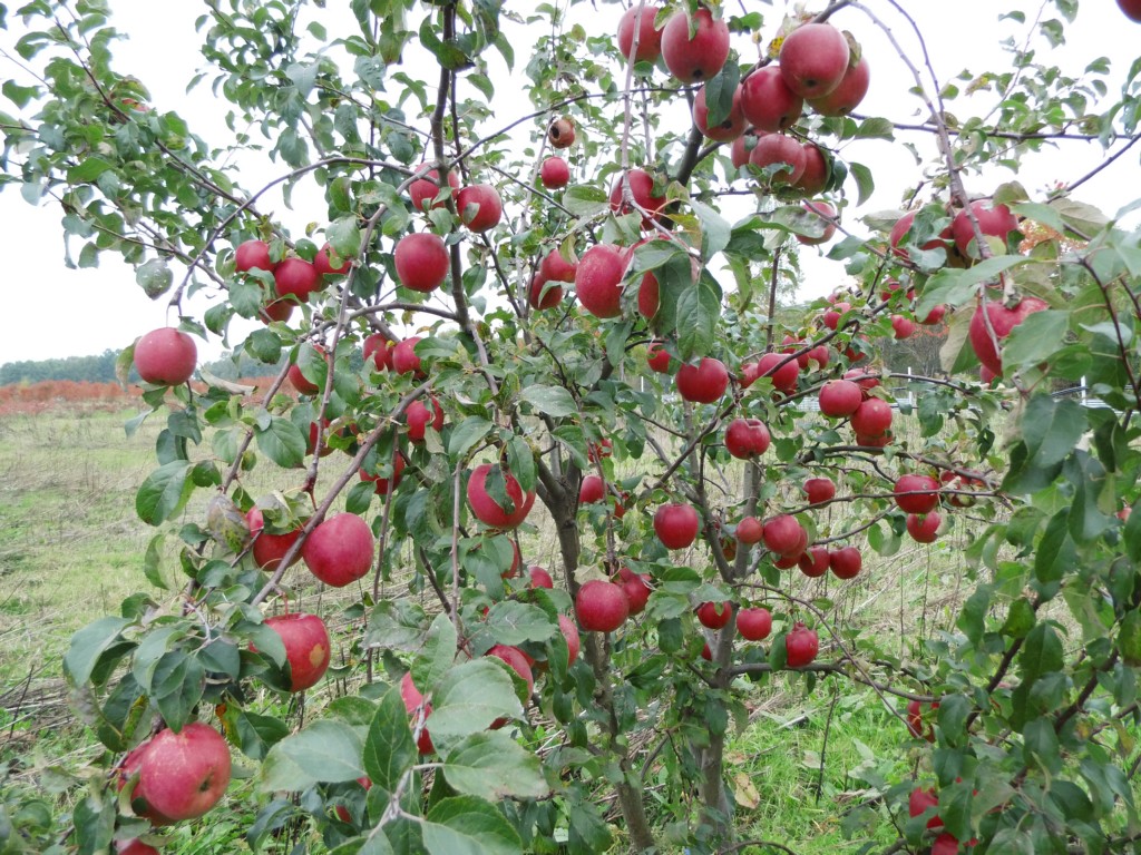 Malus domestica - Apfel